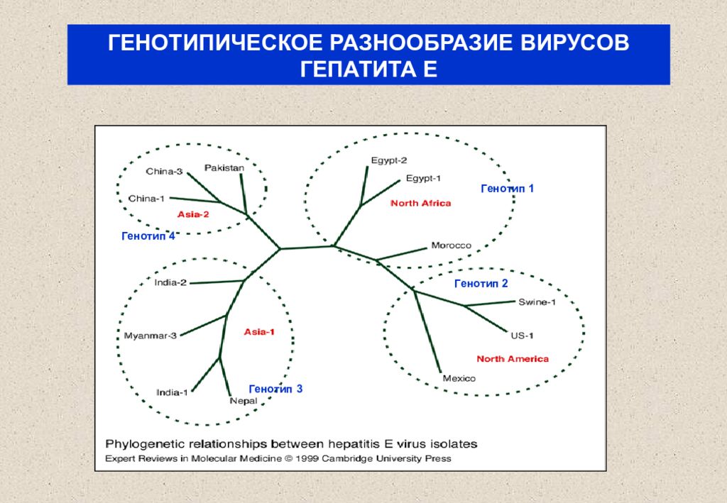 Генотип 2 вируса гепатита с. Патогенез гепатита е. Генотипы гепатита е. Патогенез вирусного гепатита в. Гепатит е патогенез схема.