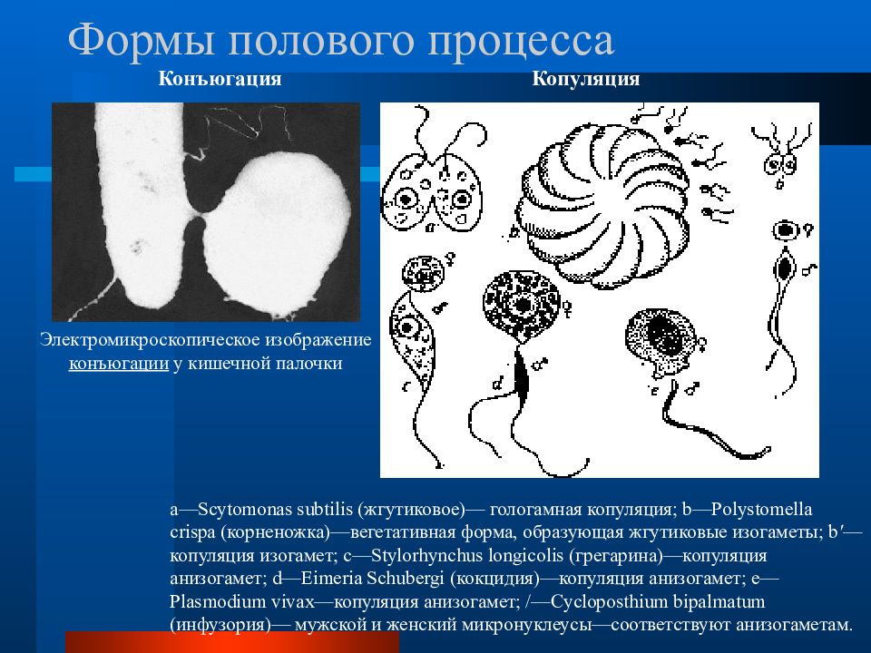 Половая форма. Формы полового процесса конъюгация. Половой процесс формы. Типы полового процесса копуляция. Половое копуляция конъюгация.