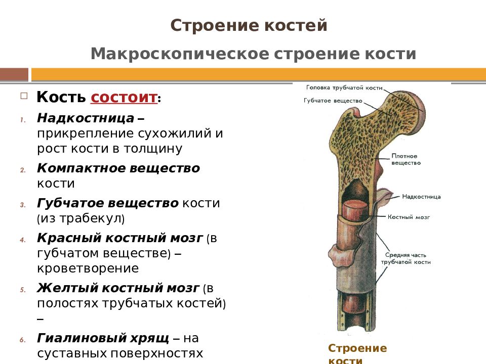 Какое строение кости. Части кости человека и их функции. Строение трубчатой кости ЕГЭ биология. Трубчатая кость строение на ЕГЭ. Внутреннее строение кости.