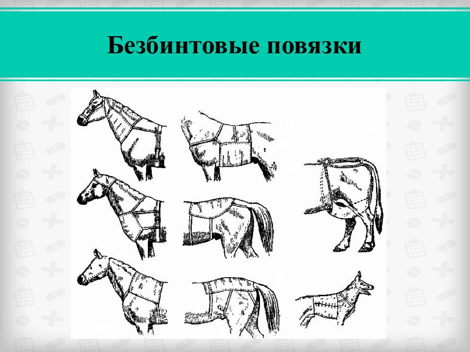 Техника наложения повязок животным. Бинтовые повязки лошади. Бинтовые повязки. Наложение повязок лошадям.