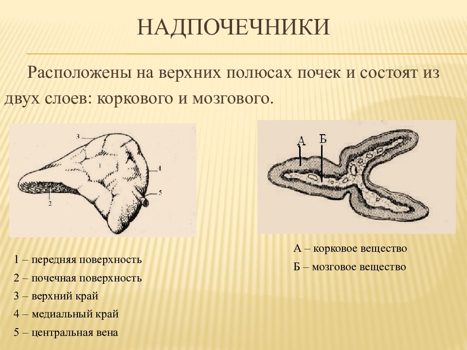 Латеральная ножка надпочечника