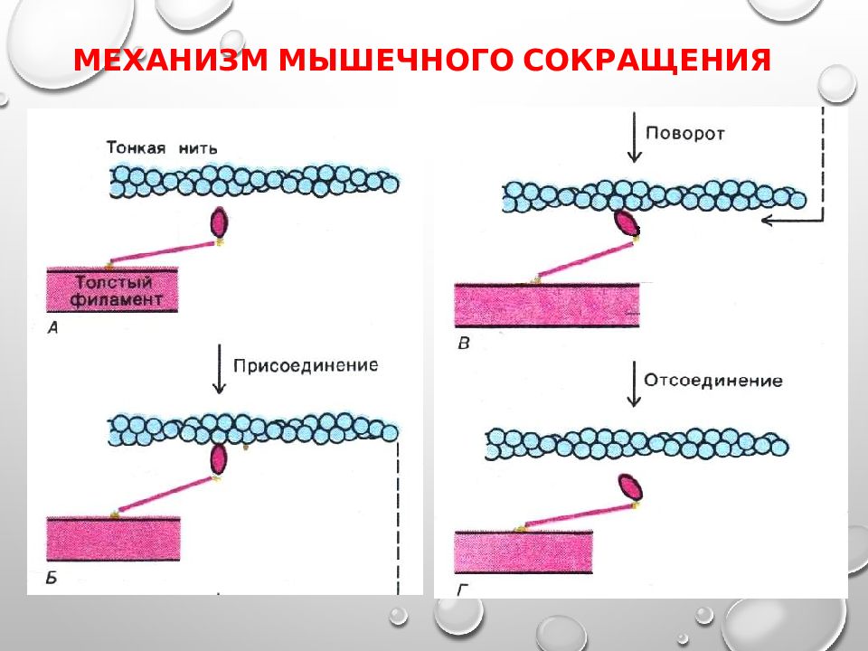 Биохимия нервной ткани презентация