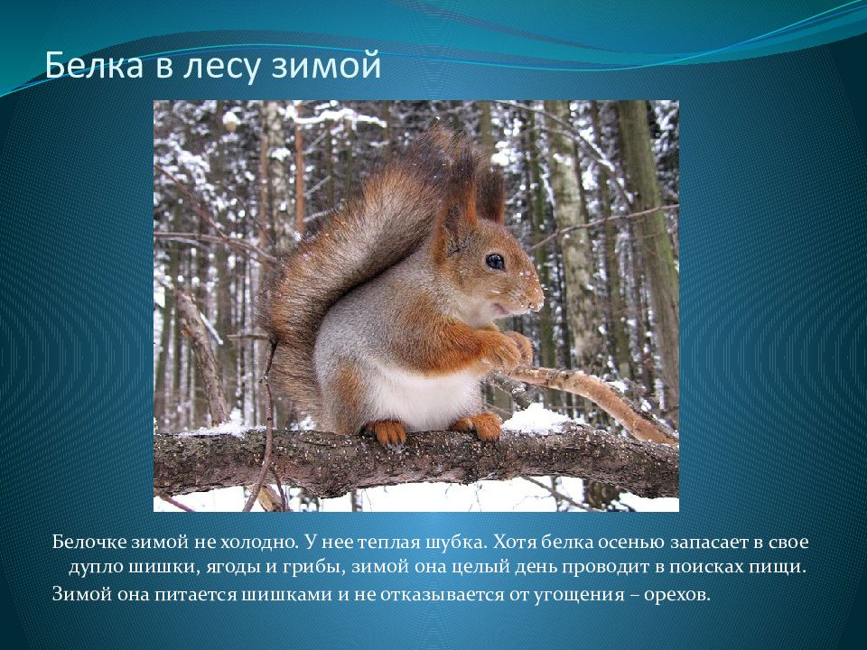 Текст лесные звери. Доклад про зимних животных. Как зимуют животные презентация. Доклад как зимует белка. Как зимуют белки доклад.