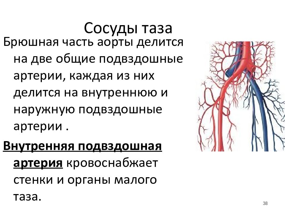 Правая подвздошная артерия. Наружная и внутренняя подвздошные вены. Общая подвздошная артерия анатомия. Общие подвздошные артерии и вены. Общая подвздошная артерия кровоснабжает.