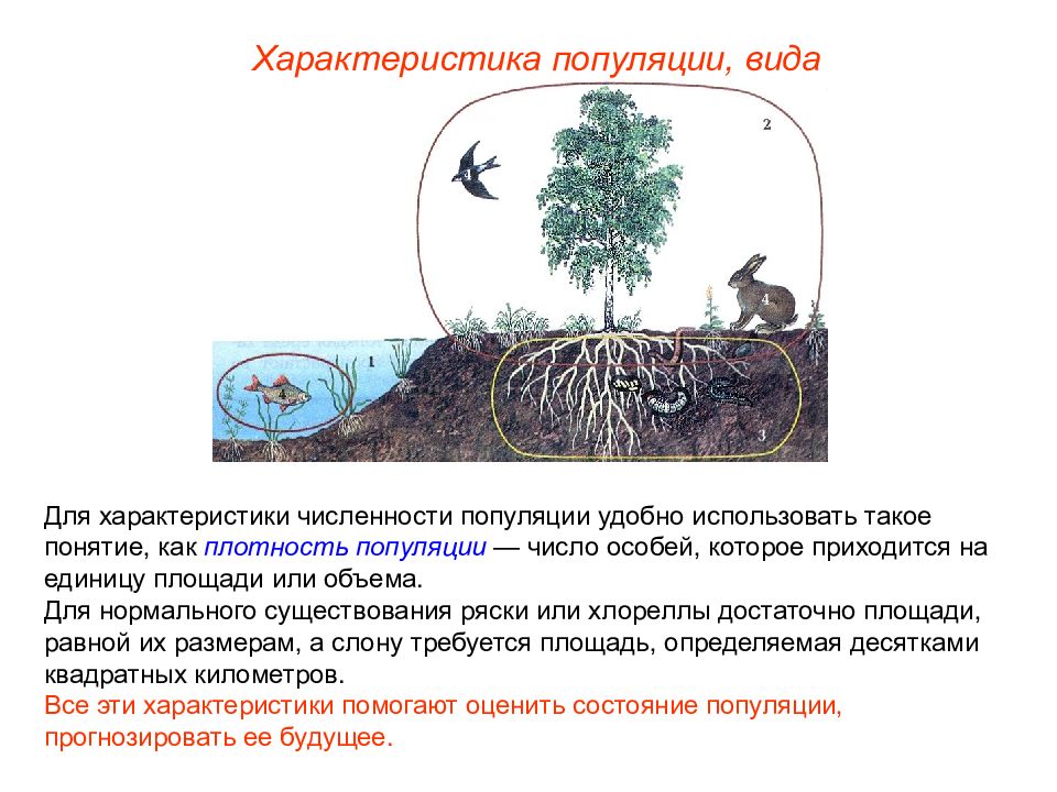 Экологическая ниша презентация 9. Экологическая ниша. Экологическая ниша это в экологии. Экологические ниши в экосистемах.