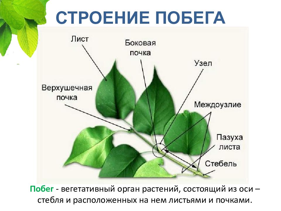 Форма листа сирени по биологии 6 класс