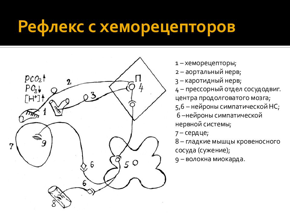 Рефлекса циона людвига блок схема