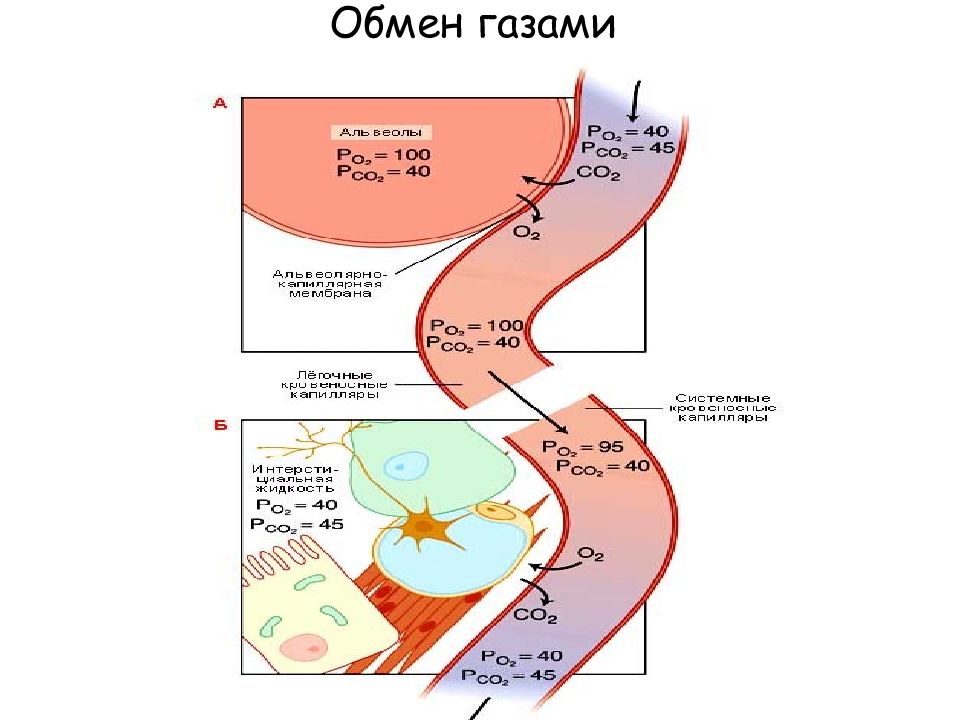 Обмен какими газами