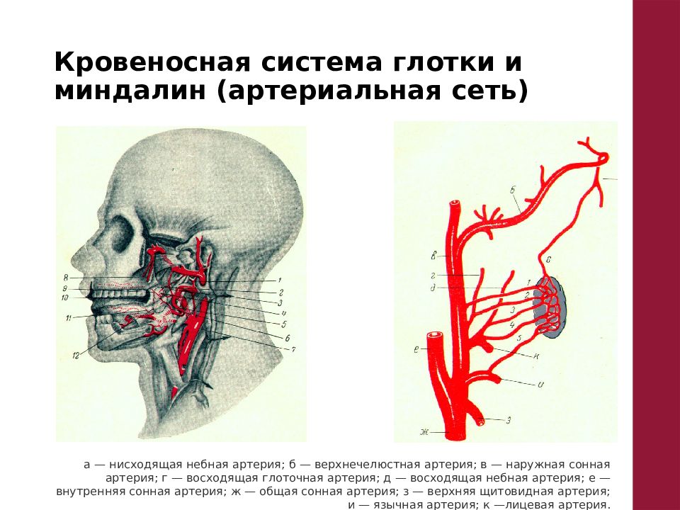 Верхнечелюстная артерия презентация