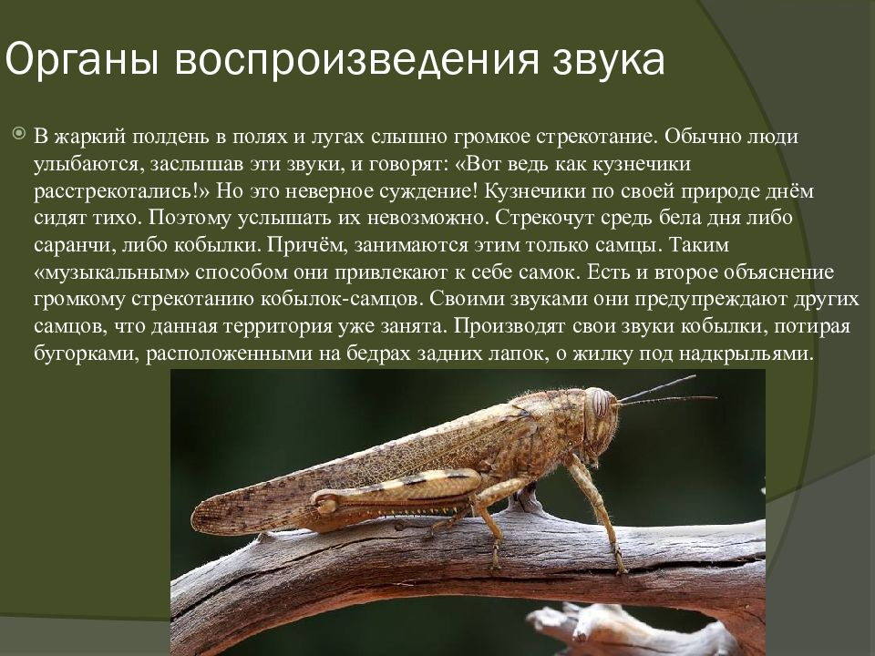 Презентация про кобылку. Отряды насекомых таракановые прямокрылые уховертки поденки. Презентация про кобылку. Саранча насекомое описание. Кобылка насекомое из степи.