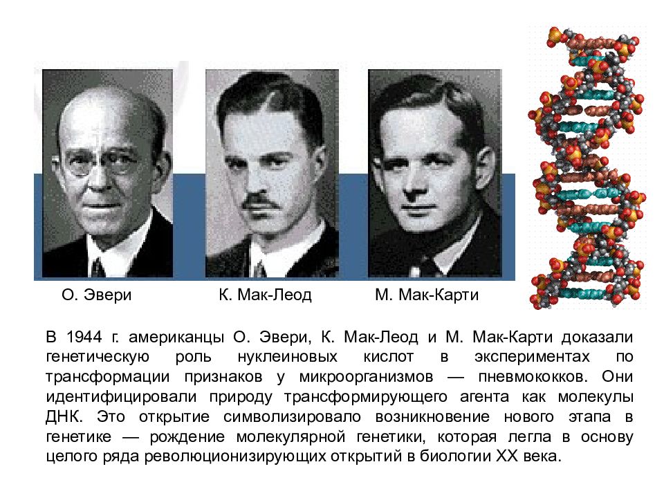 Открытые структуры днк. Освальд Эвери ДНК. Эвери, Мак-Леод и Маккарти. Эксперимент о Эвери к Маклеода и м Маккарти. В 1944 Г. (О. Эвери, Мак-Леод, Мак-Карти).