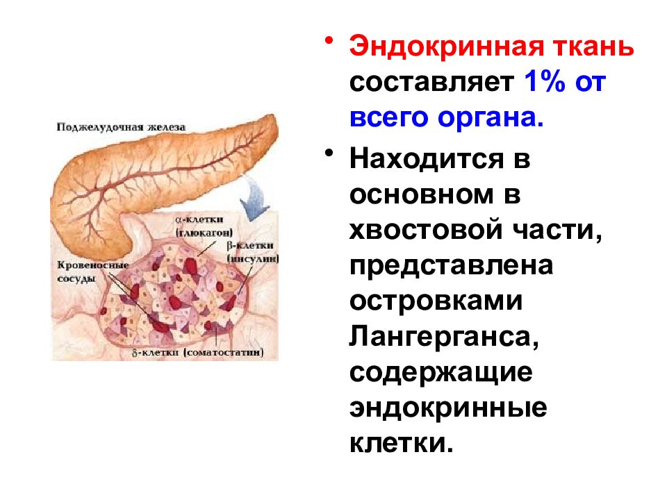 Картинка поджелудочной железы в органах человека