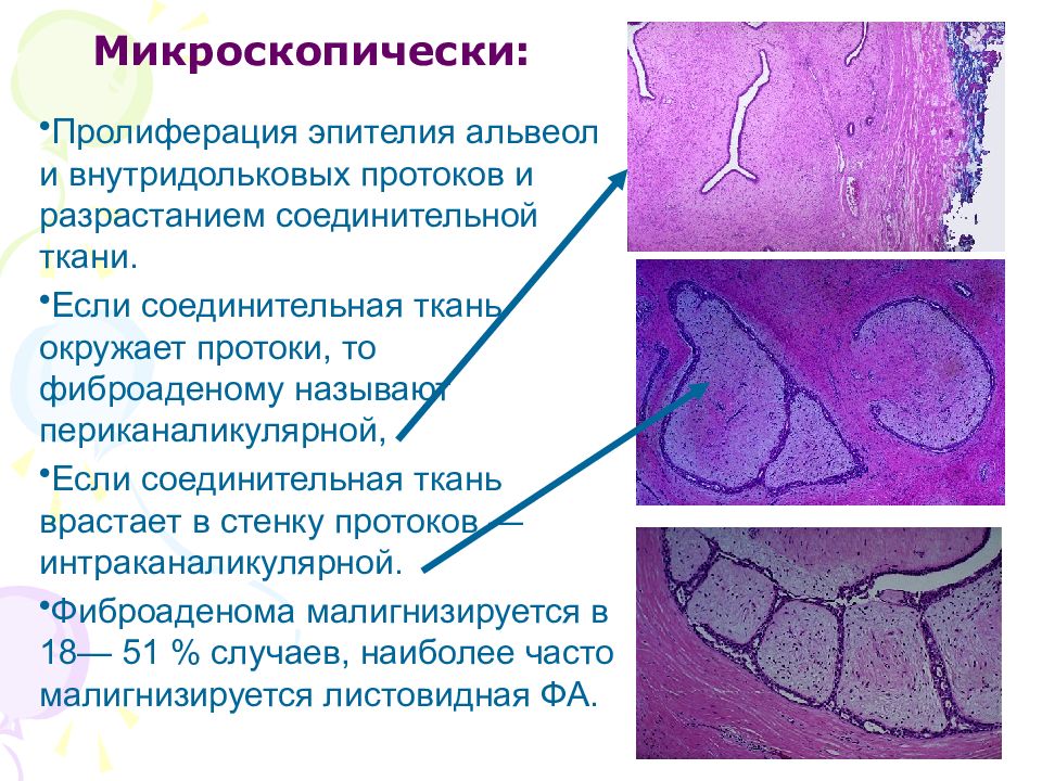 Стенка желчного капилляра образована