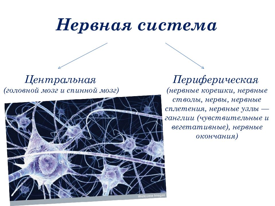 Нервные узлы и нервные стволы. Периферические нервные стволы. Строение нервного ствола. Центральная и периферическая нервная система. Ганглии нервной системы.
