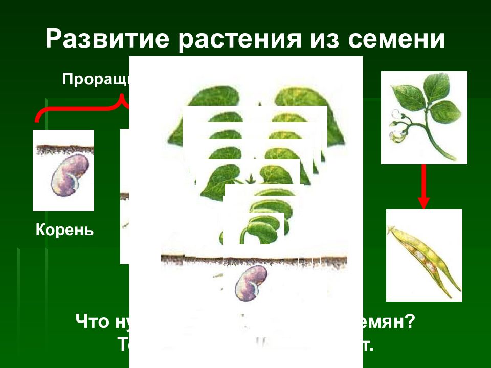 Развитие растений презентация