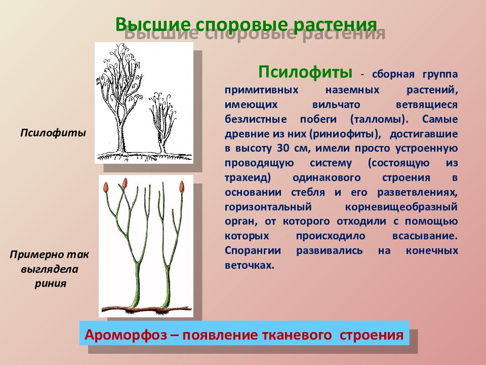 Псилофиты покрытосеменные. Псилофиты растения. Эволюция растений псилофиты. Ризоиды у псилофитов. Псилофиты и риниофиты.