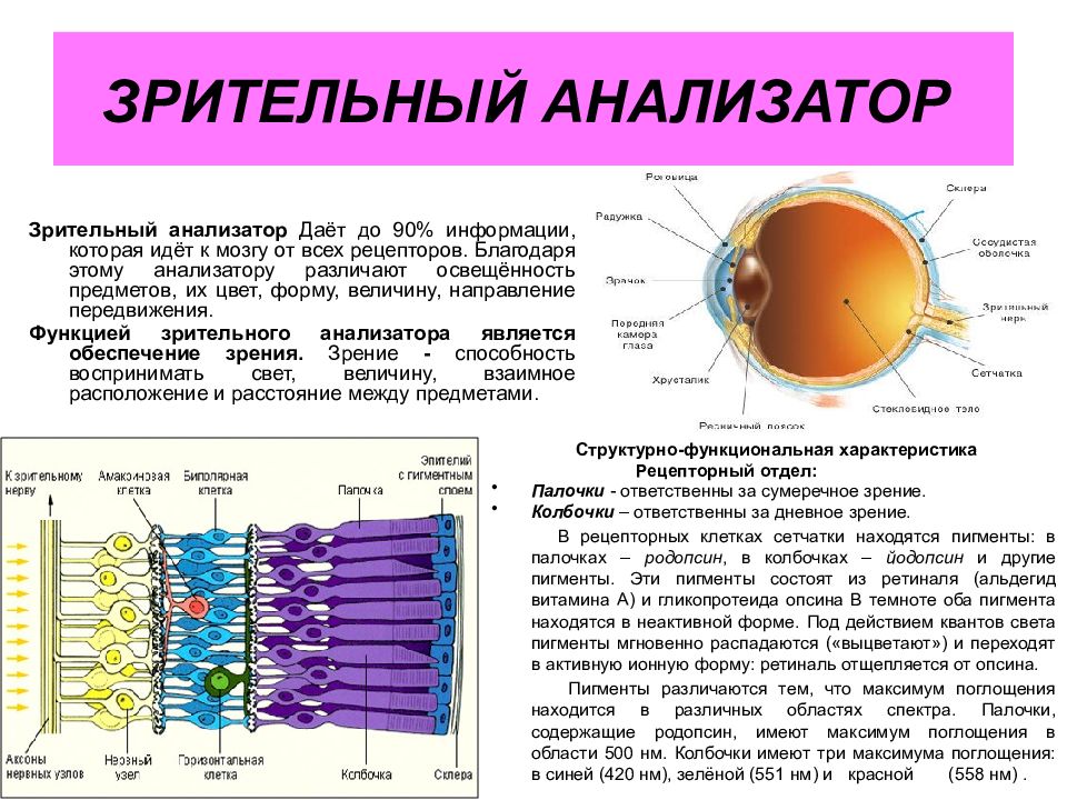 Уровни организации зрительного анализатора человека