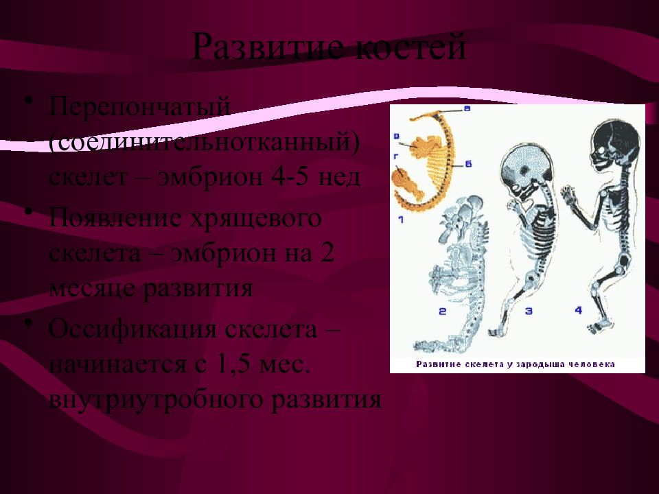 Аномалии развития костей. Пороки развития скелета человека. Аномалии развития скелета эмбриона. Скелет зародыша человека.