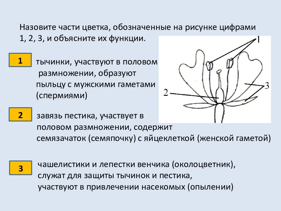 По данному рисунку заполните таблицу на соответствие частей цветка и их функций