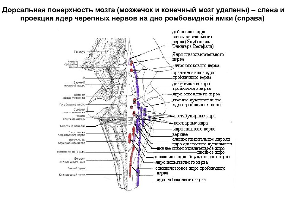 Проекция ядер на ромбовидную ямку схема