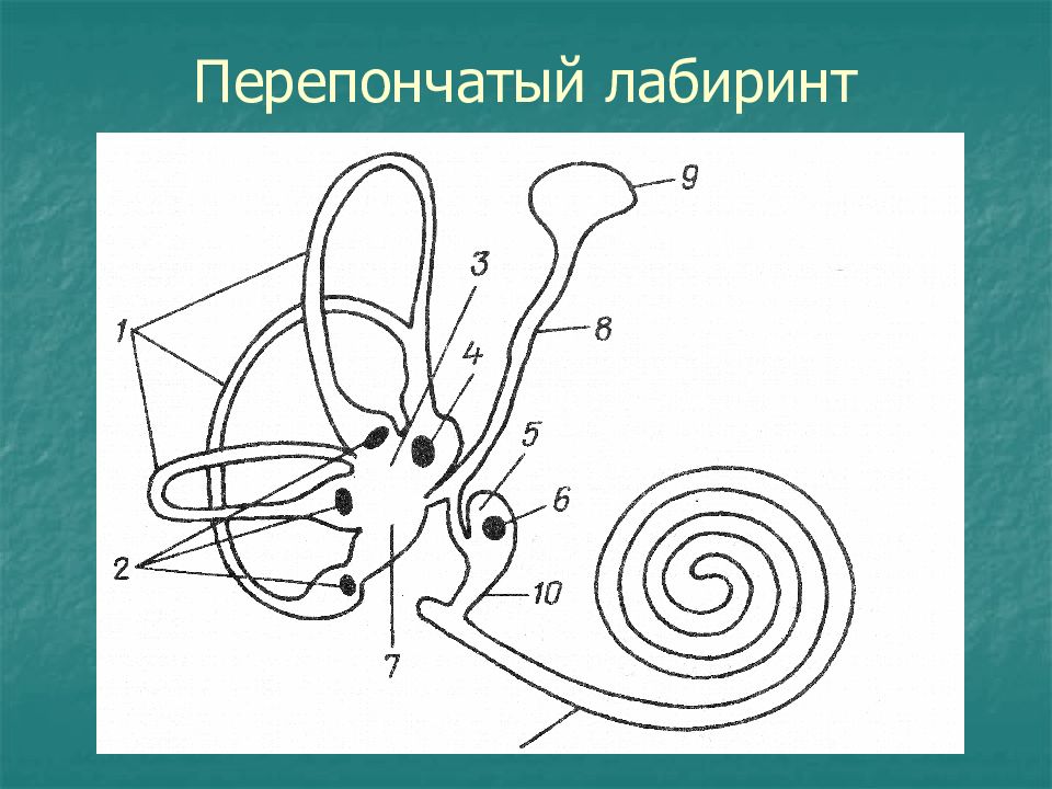 Перепончатый лабиринт. Костный и перепончатый Лабиринт схема. Эллиптический мешочек перепончатого Лабиринта. Перепончатый Лабиринт расположен в улитке. Схема перепончатого Лабиринта физиология.