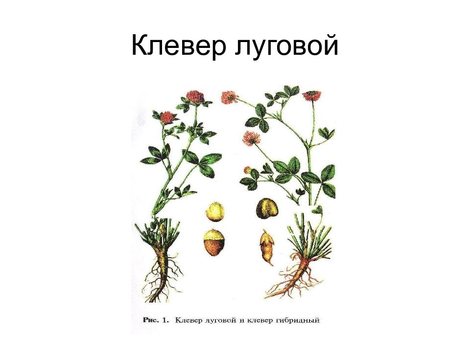 Формула клевера лугового. Диаграмма клевера Лугового. Клевер Луговой схема. Рисунок движение свойства растения.