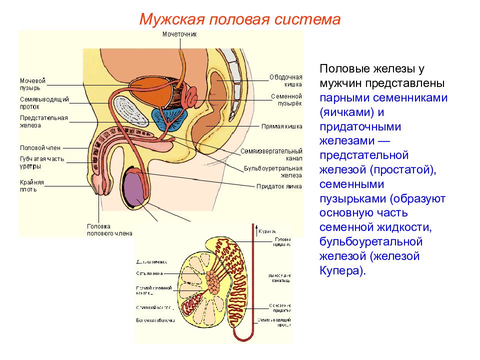 Анатомия и физиология мужской репродуктивной системы презентация