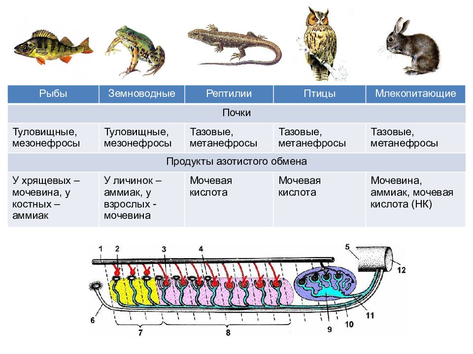 Таблица амфибии и рептилии. Рыбы выделительная система таблица. Выделительная система позвоночных рыб. Строение выделительной системы позвоночных животных. Выделительная система костных рыб.