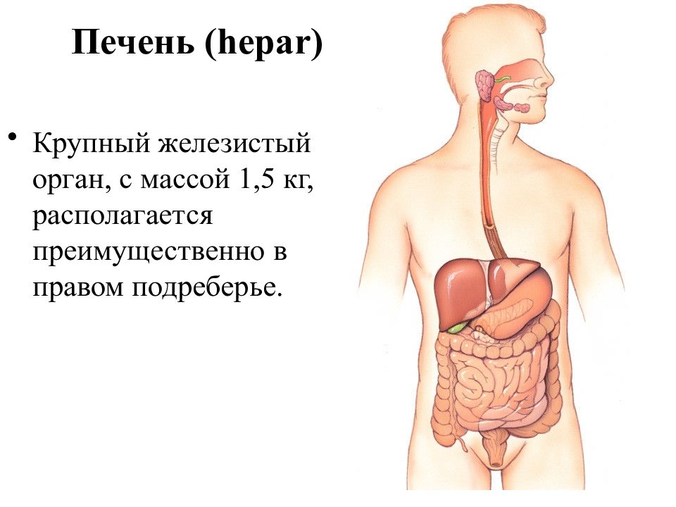 Печень презентация по анатомии