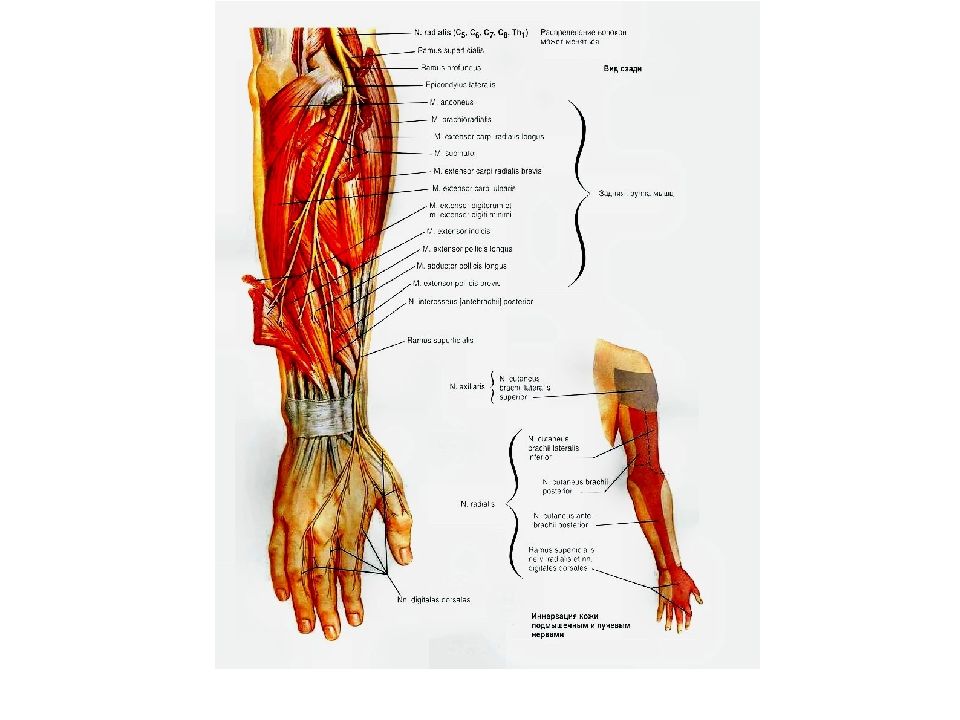 Нервы в правой руке