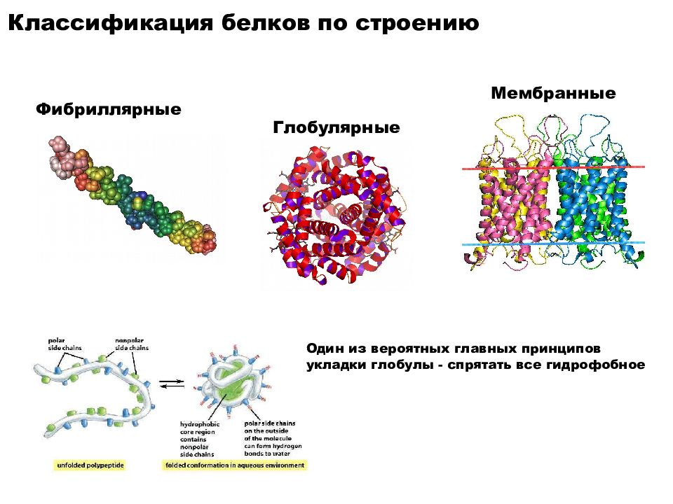 Глобулярные белки