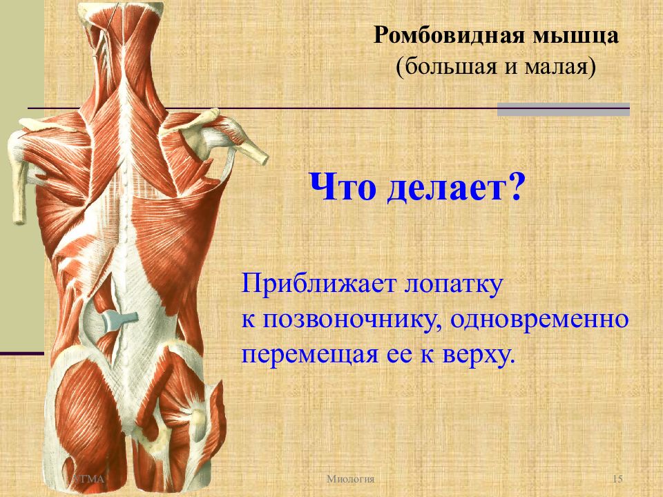 Ромбовидная мышца. Миология мышцы спины анатомия. Миология ромбовидная мышца. Большая ромбовидная мышца спины. Ромбовидная мышца функции.