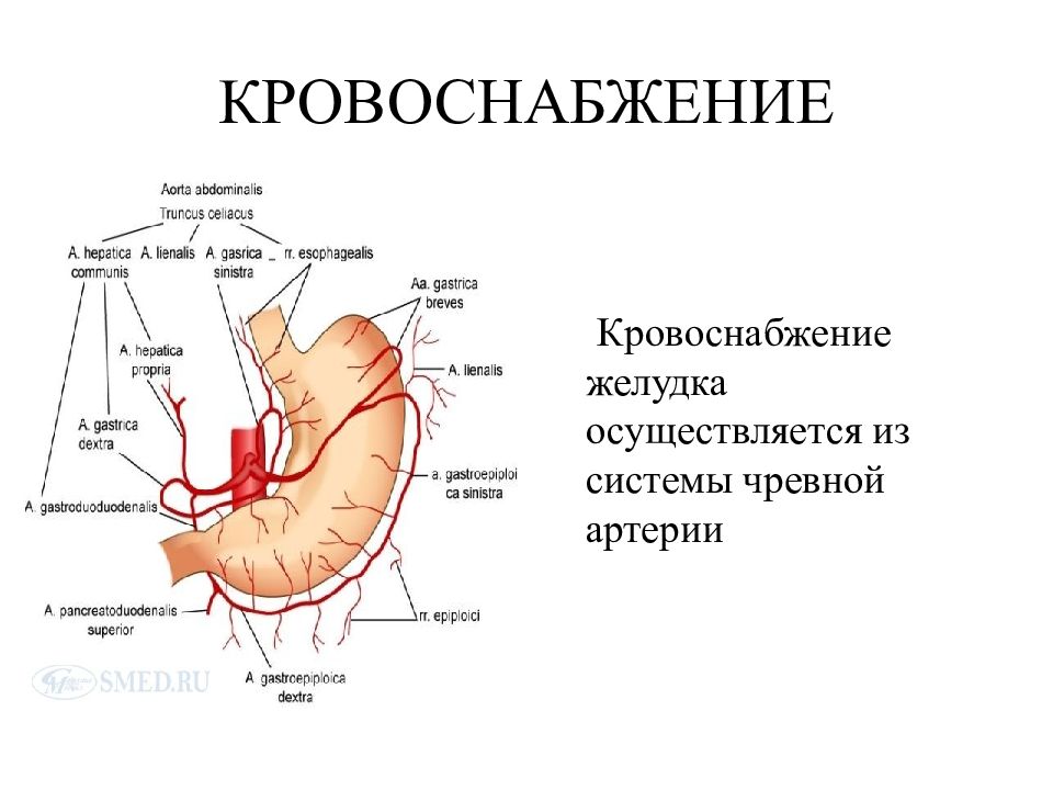 Презентация анатомия желудка