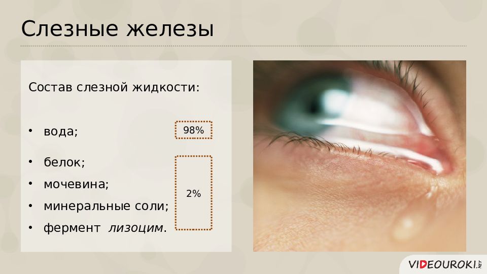 Состав железы. Состав слезной жидкости. Функции слезной жидкости. Слезная железа секреция.