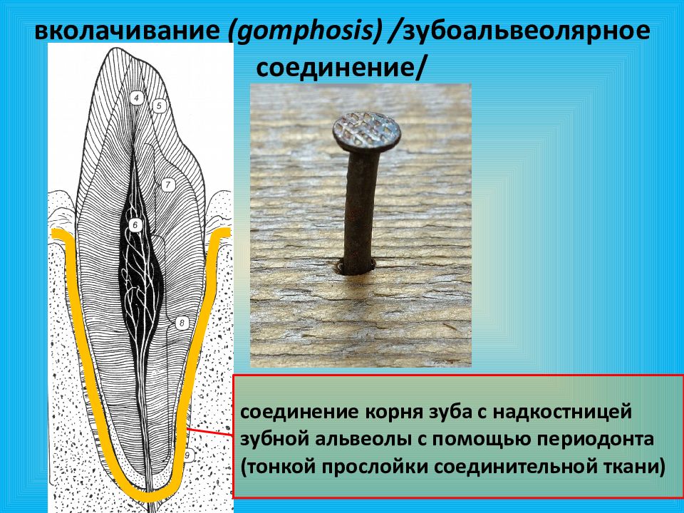 Соединен корень. Зубно альвеолярное вколачивсние. Вколачивание соединение костей. Зубоальвеолярный синдесмоз. Вколачивание зуба анатомия.