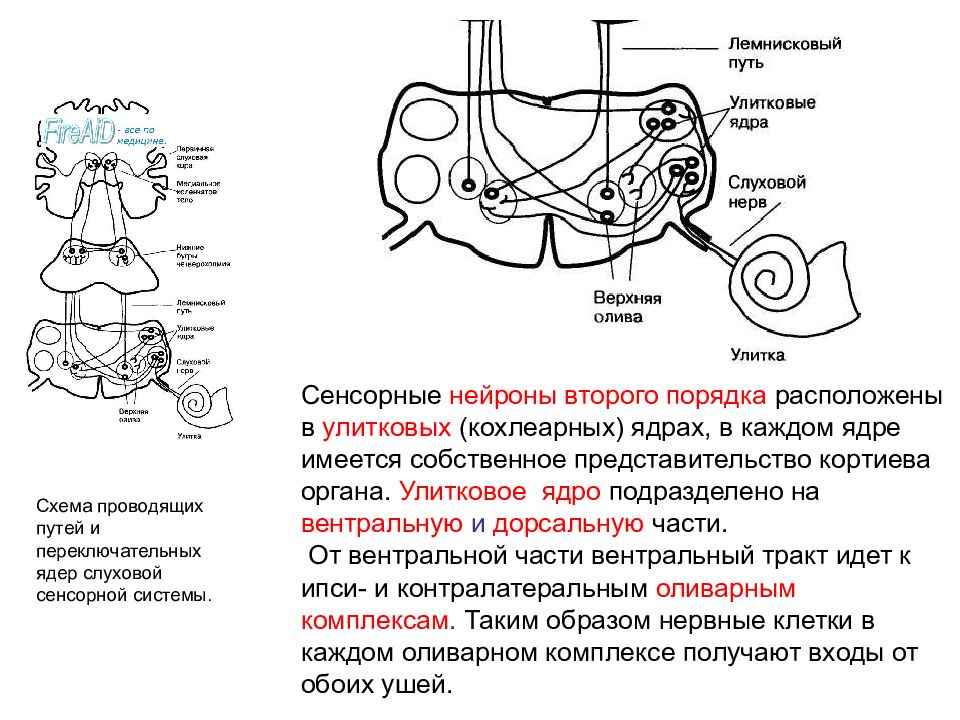 Какой цифрой на рисунке обозначена проводниковая часть слуховой сенсорной системы