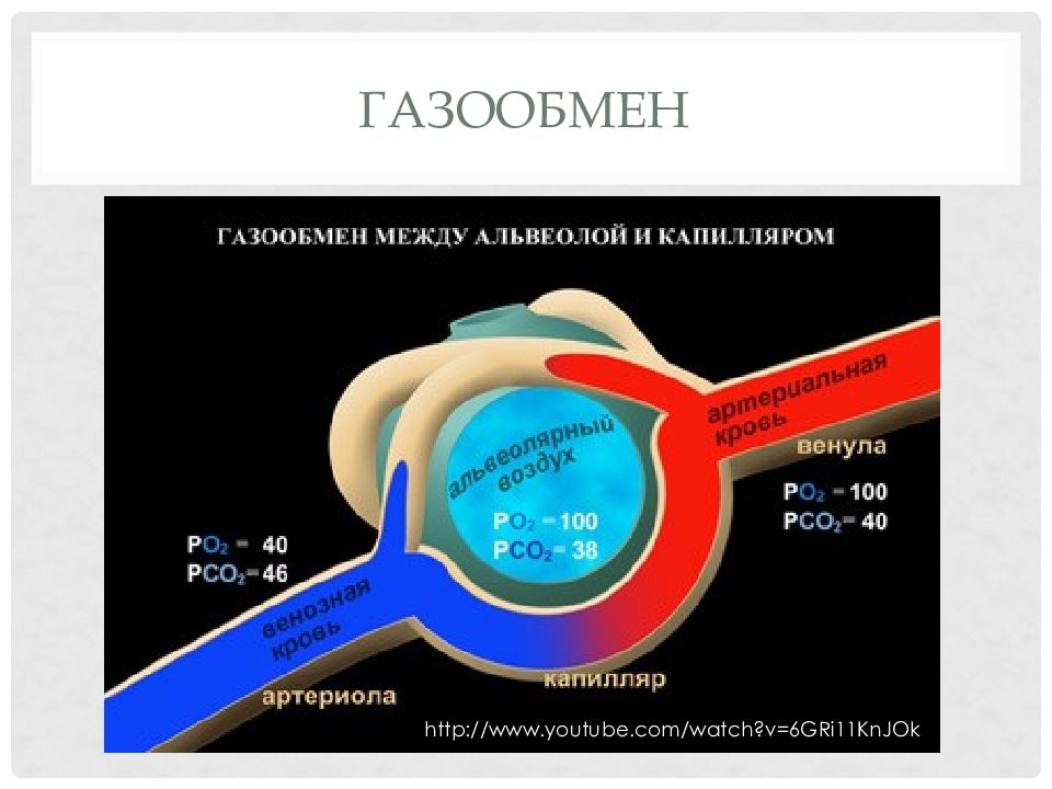 В легких человека газообмен происходит через стенки