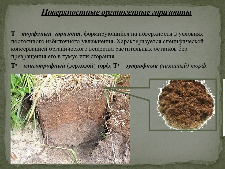 Почвы формируется в условиях избыточного увлажнения. Поверхностные органогенные горизонты. Поверхностные органогенные почвенные горизонты это. Органогенные почвы. Поверхностными органогенными горизонтами почв являются:.