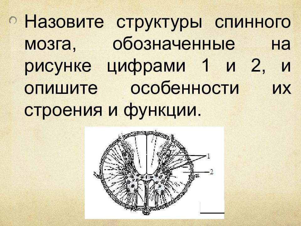 Назовите структуры спинного мозга обозначенные на рисунке цифрами 1 2 3 опишите особенности строения