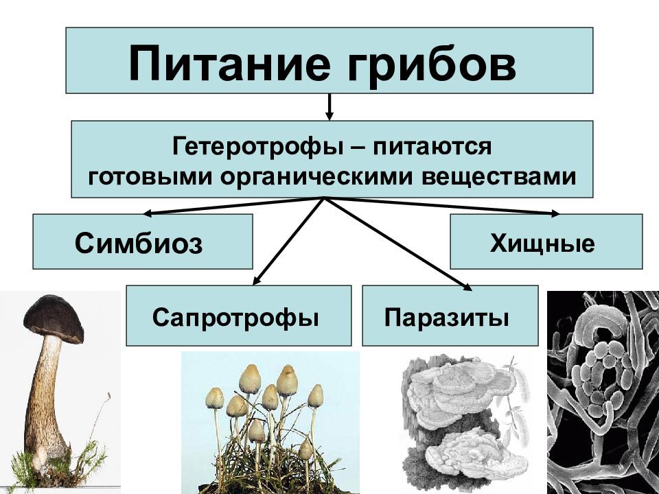 Повторение 5 класс биология презентация