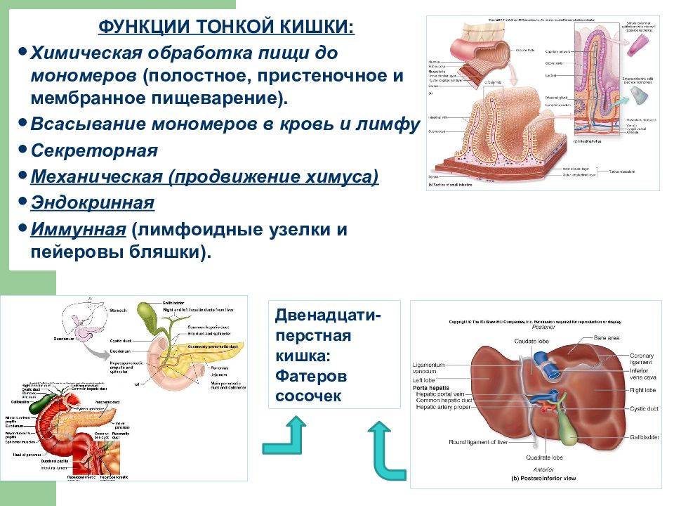 Тонкий кишечник функции. Химическая обработка пищи в тонком кишечнике. Функции тонкой кишки. Тонкая кишка механическая обработка и химическая. Химическая обработка в тонком кишечнике.