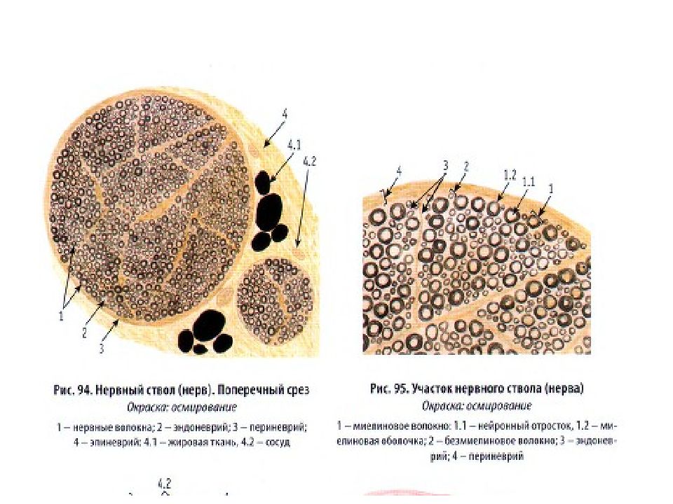 Мякотные нервные волокна препарат гистология. Нерв поперечный срез Тип ткани. Периферические нервы гистология. Периферический нерв гистология.