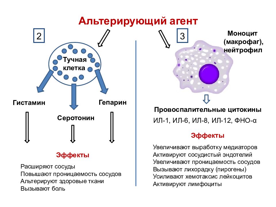 Активация макрофагов. Тучные клетки это макрофаги. Тучные клетки гистамин. Цитокины макрофагов. Синдром активации макрофагов.