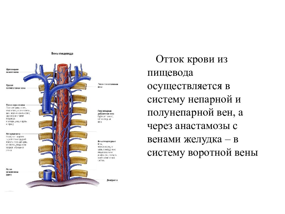 Пищевод топографическая анатомия презентация