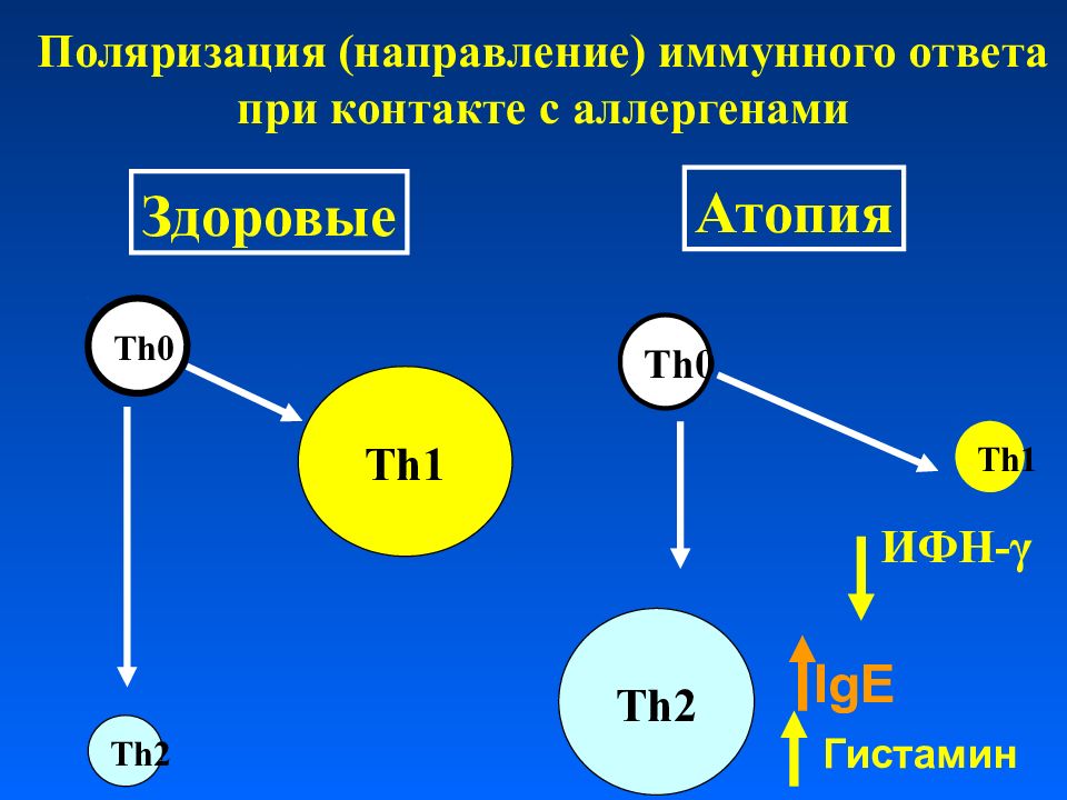 Супрессия иммунного ответа. Th1 th2 иммунный ответ. Th1 и th2 пути иммунного. Th0 th1 иммунология. Th0 th1 th2 лимфоциты.