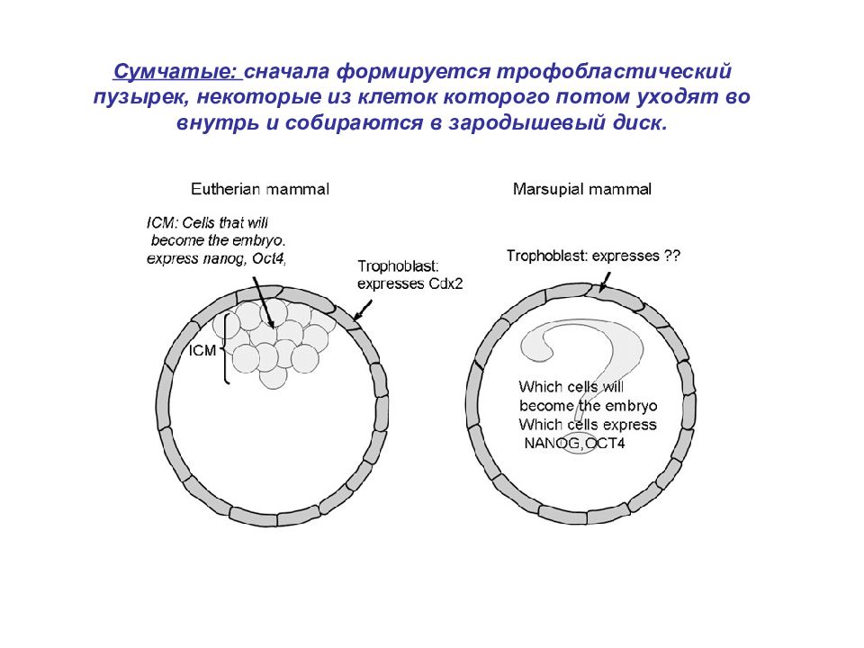 Зародышевый диск. БЛАСТОДЕРМИЧЕСКИЙ пузырек бластоциста зародышевый диск. Имплантация и плацентация. Зародышевый диск млекопитающих. Зародышевый диск бластоцисты.
