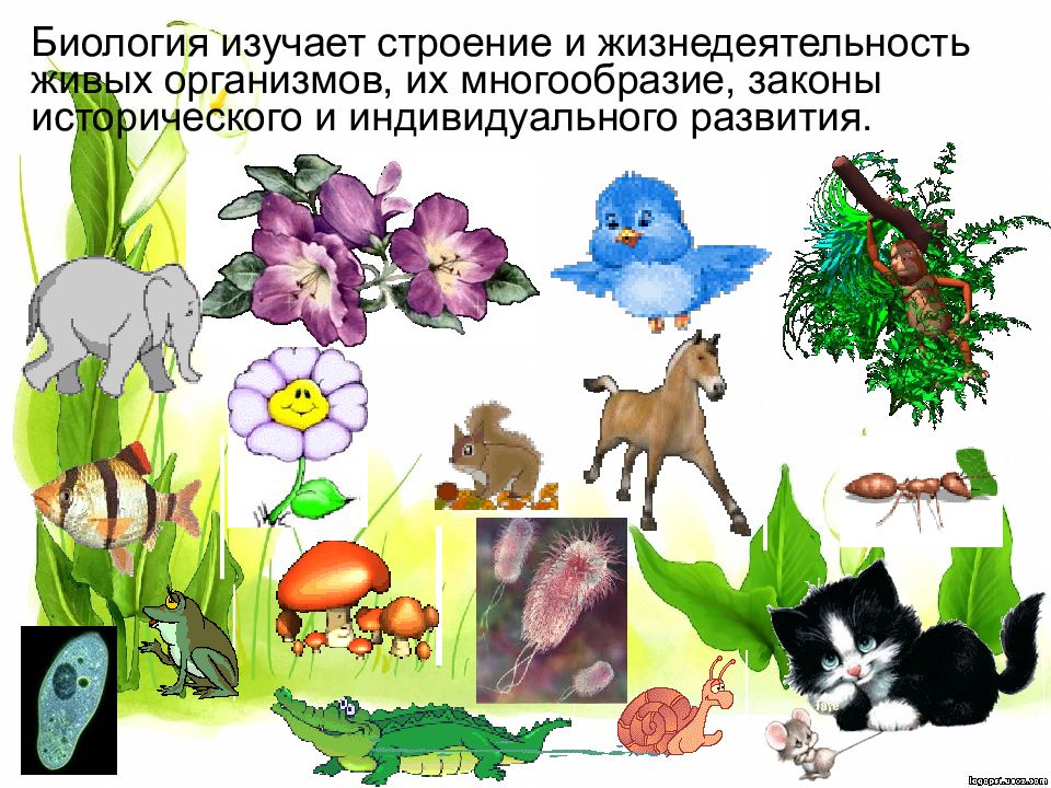 Современный мир живых организмов 7 класс презентация