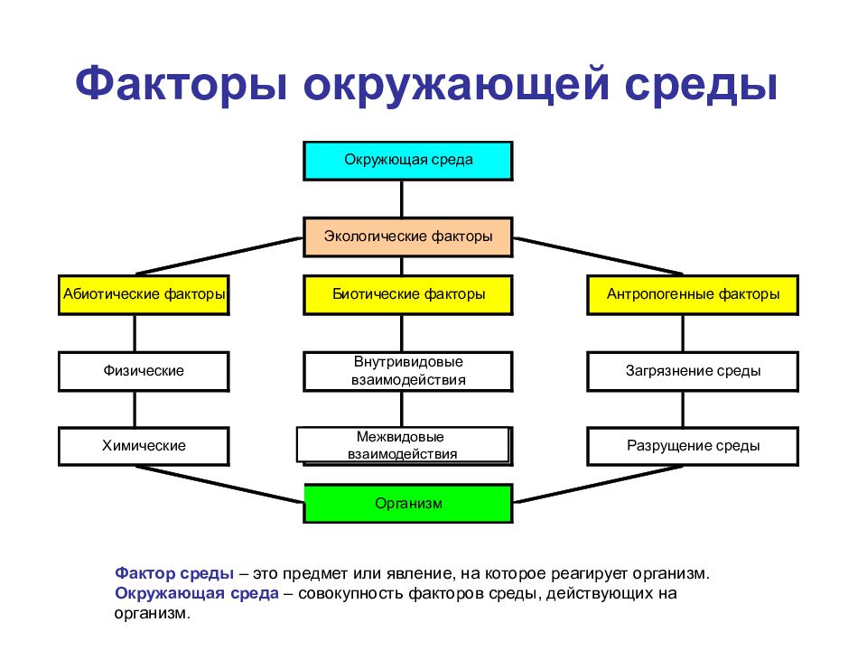 Совокупность факторов среды. Факторы окружающей среды. Факторы среды схема. Взаимодействие факторов среды. Взаимодействие факторов окружающей среды.