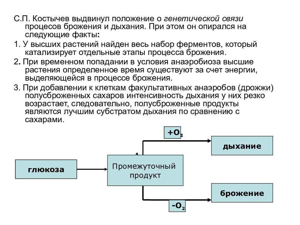 Сравнение брожения и дыхания лабораторная работа. Процесс дыхания и брожения. Этапы процесса брожения и дыхания. Взаимосвязь брожения и дыхания. Генетическая взаимосвязь дыхания и брожения..