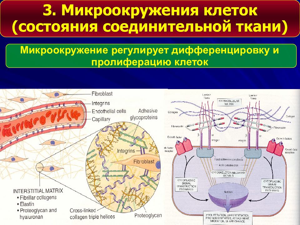 Повреждение клетки патофизиология презентация